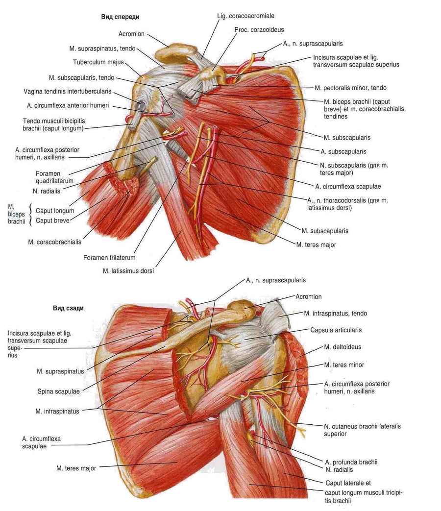 Строение мышц плеча