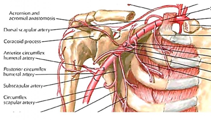 Кровоснабжение плеча