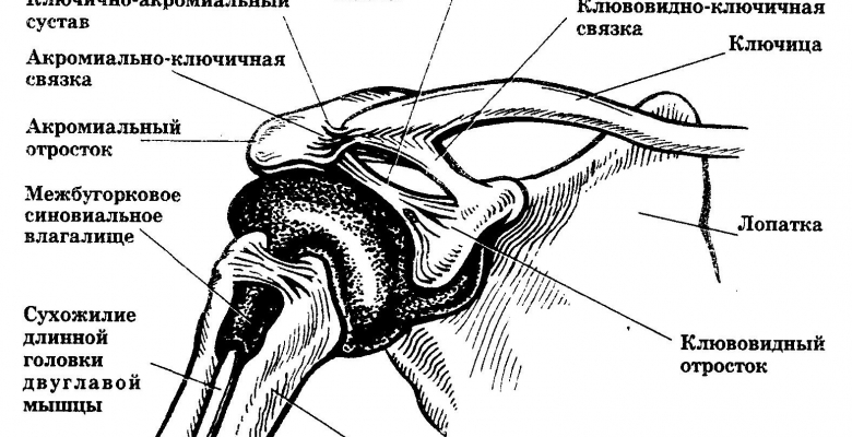 Артроз акромиально-ключичного сочленения