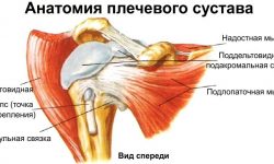 Плечевой сустав