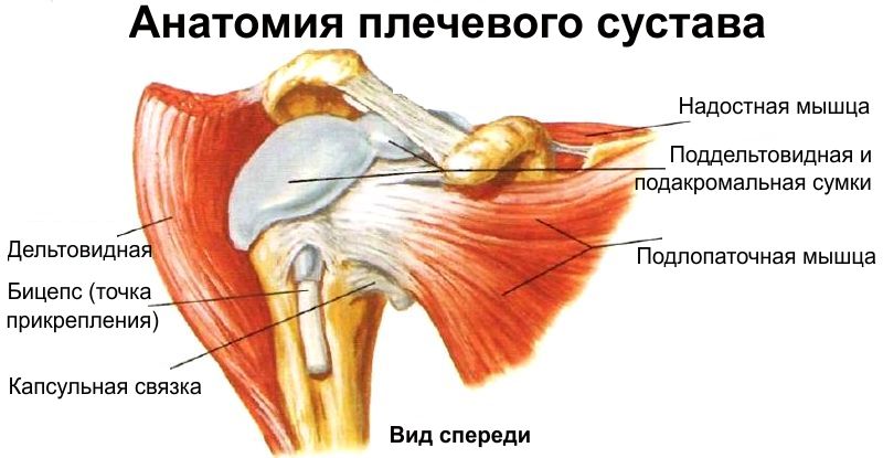 Плечевой сустав