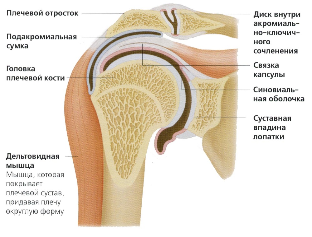 Суставная капсула