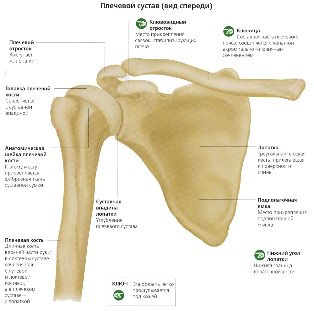 Плечевой сустав