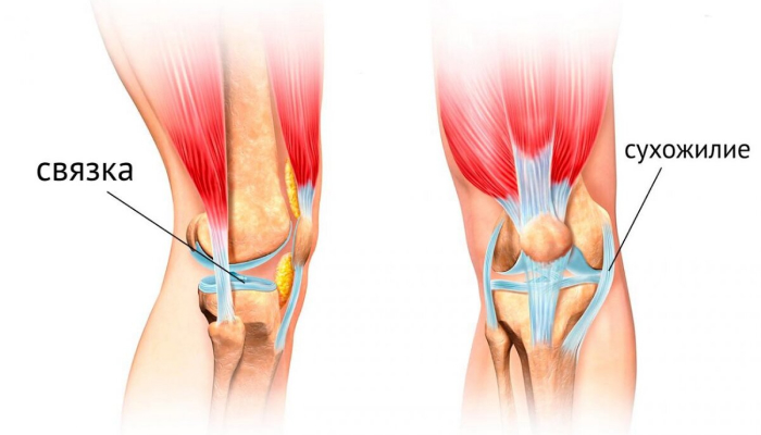 Связки и сухожилия - это одно и то же?