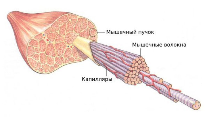 дерматомиозит