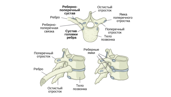 Артроз суставов ребер